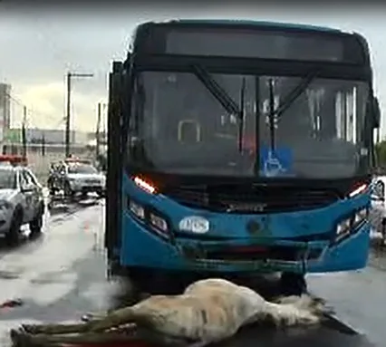 Cavalos morrem atropelados por ônibus do Transcol na Carlos Lindenberg