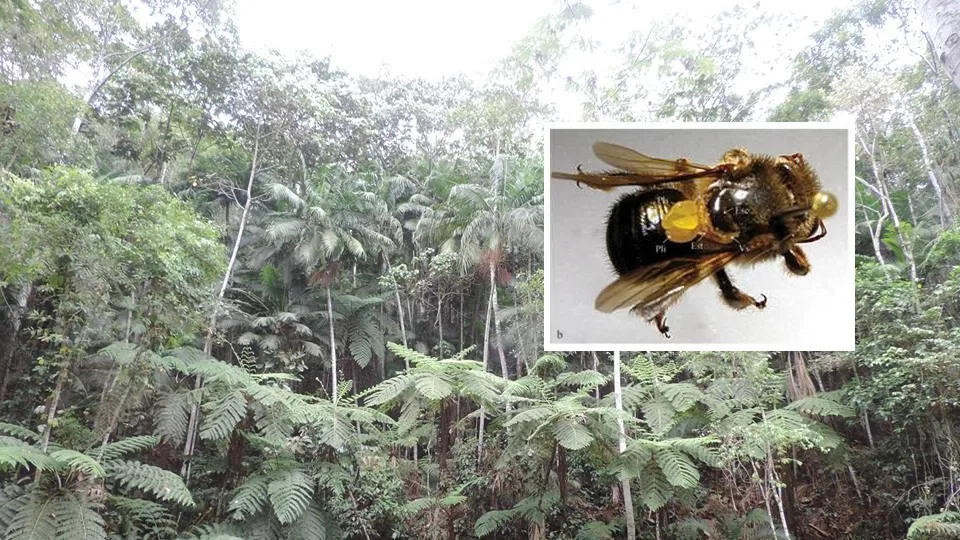 Abelha capixaba em risco de extinção pode ajudar a recuperar florestas no Espírito Santo