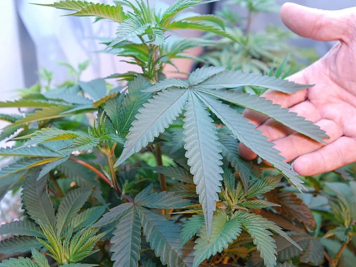 This April 21, 2011 photos shows marijuana growing in the home of two medical marijuana patients in Medford, Ore. Former state troopers int he Oregon Legislature have revived a bill to make it tougher for doctors to authorize patients to use marijuana for medical conditions, impose new restrictions on growers, and give0 police unrestricted access […]