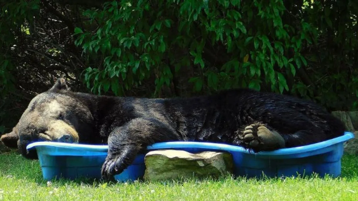 Urso é flagrado relaxando em piscina infantil nos EUA