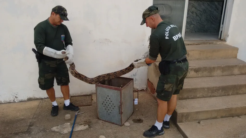 Cobra de 2 metros e 13kg é encontrada em galinheiro no interior de Colatina