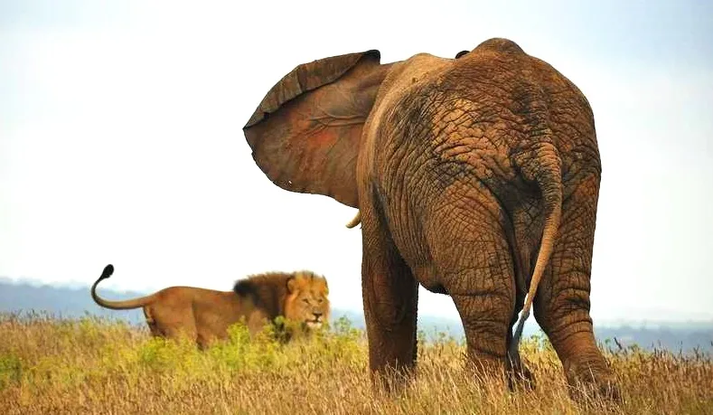 Caçador é pisoteado por elefante e comido por leões durante caçada ilegal