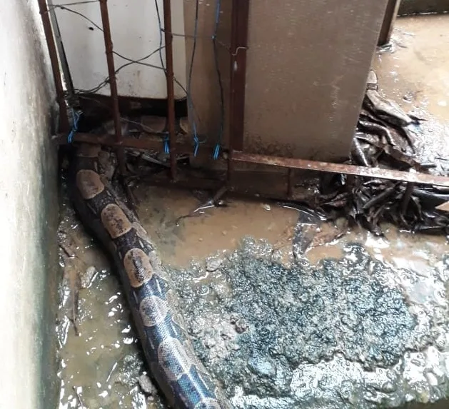 Cobra invade casa na Glória, em Vila Velha