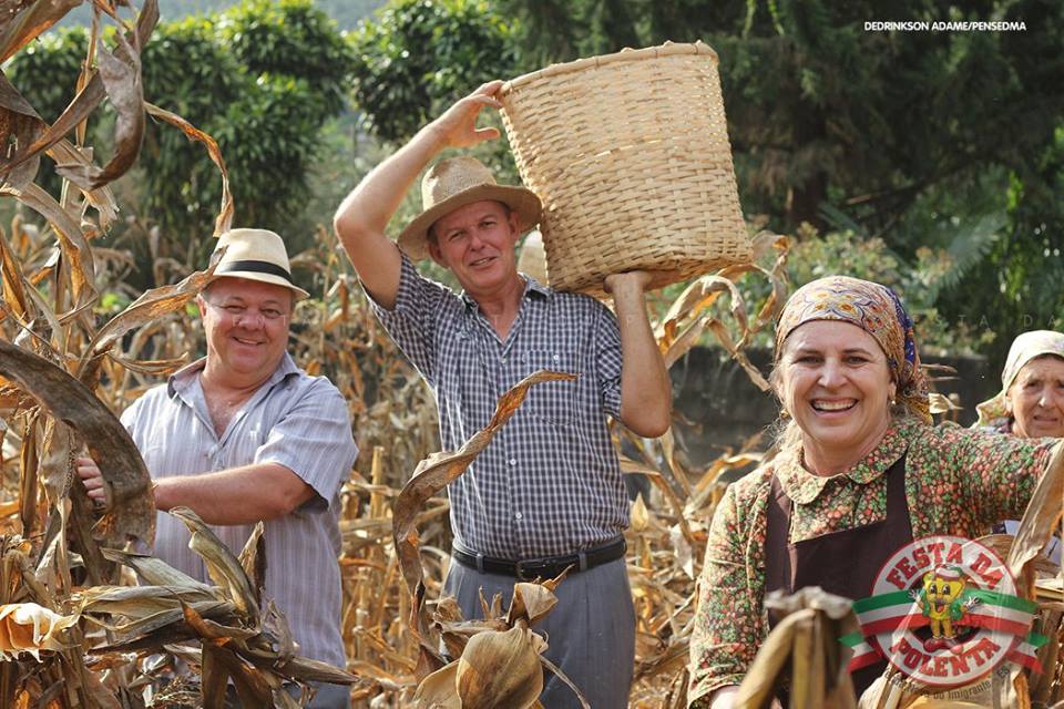 Venda Nova do Imigrante já colhe milho para as delícias da Festa da Polenta 2015