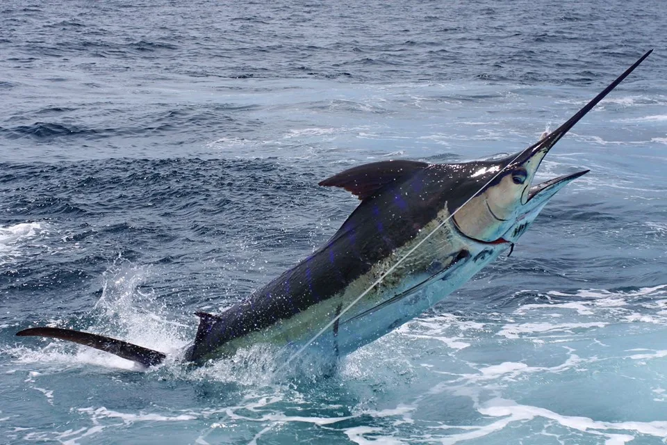 Espírito Santo participa da Feira Internacional de Pesca Esportiva em São Paulo