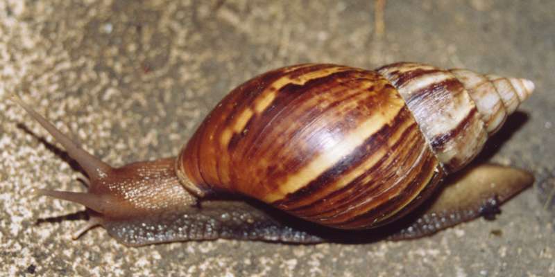 Tempo chuvoso é propício para proliferação de caramujos