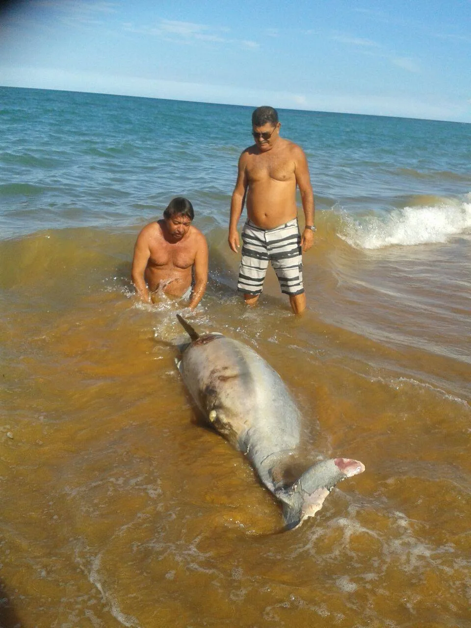 Golfinho é encontrado morto em praia do litoral de Aracruz