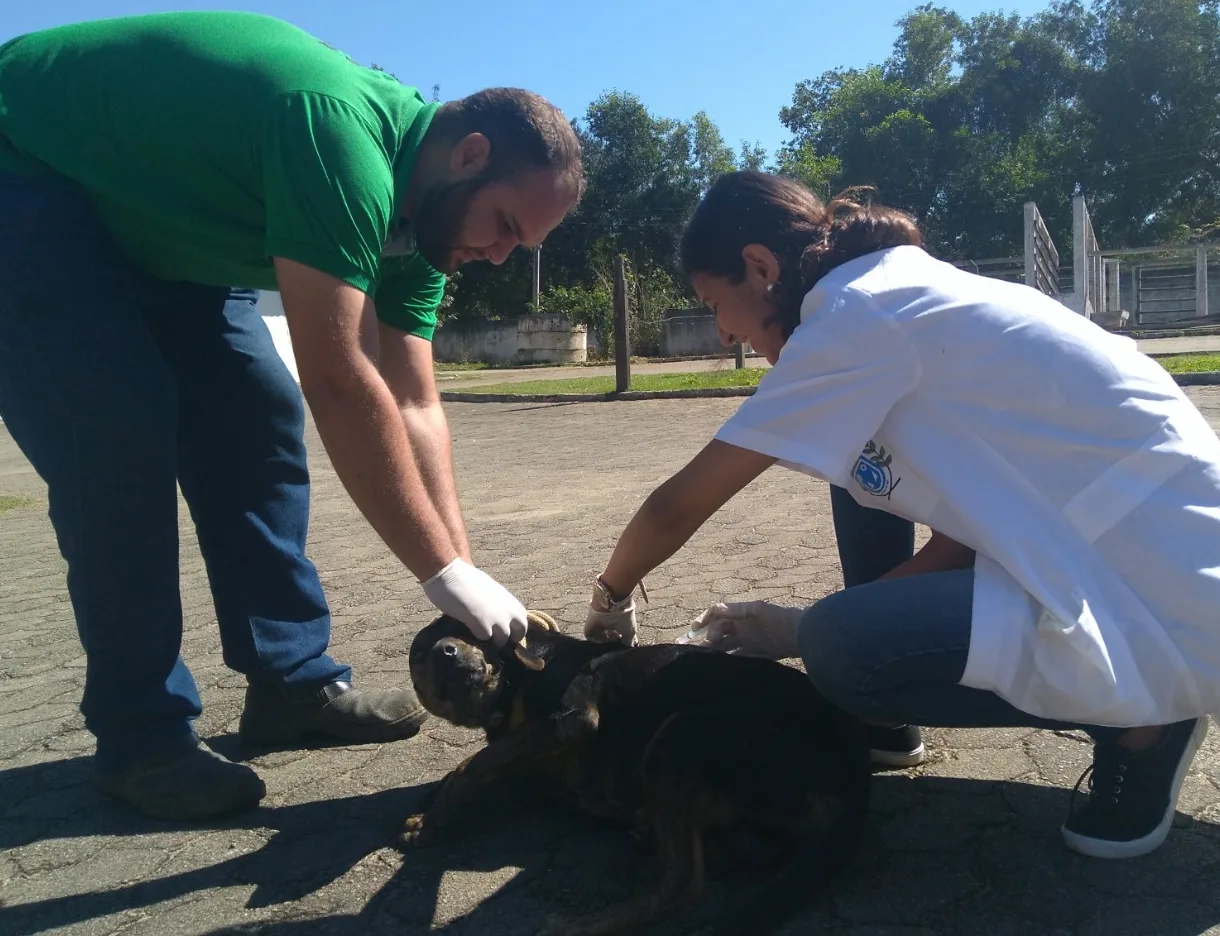 Primeiro Dia D contra raiva animal em Cachoeiro vacina mais de 7 mil animais