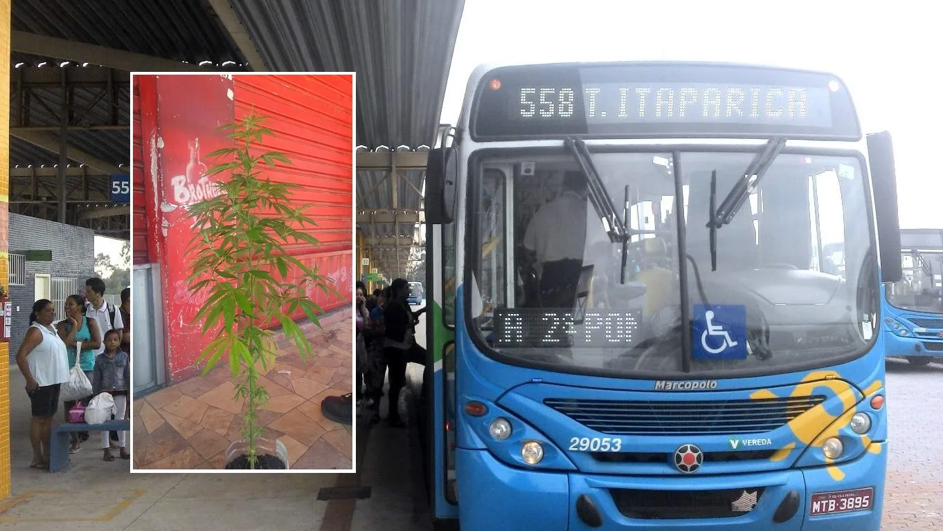 Homem é detido ao transportar pé de maconha dentro de ônibus em Vila Velha