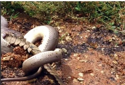 Assustador! Cobra gigante é flagrada engolindo um crocodilo inteiro de uma só vez