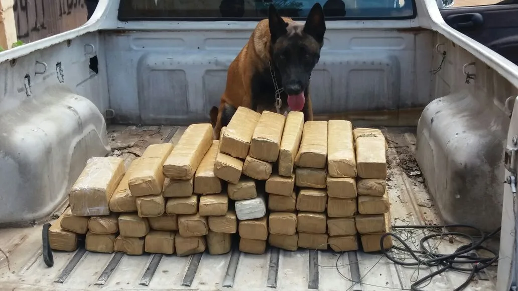 Caminhonete recheada de maconha é transportada por cegonheiro em Cariacica