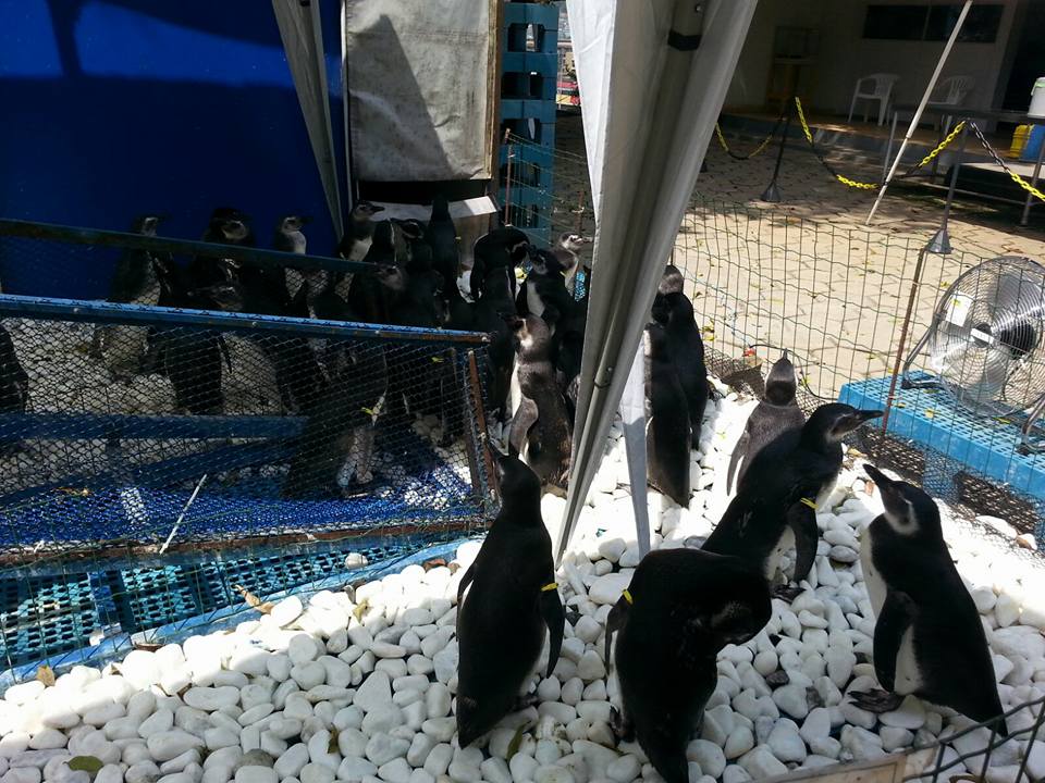 Praias de Itapemirim servirão de base para soltura de pinguins