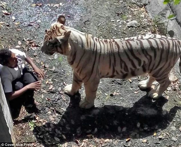 Devorado! Tigre branco mata estudante dentro de jaula de zoológico