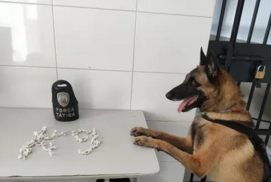 Com a ajuda de cão farejador, Polícia Militar apreende drogas durante operação