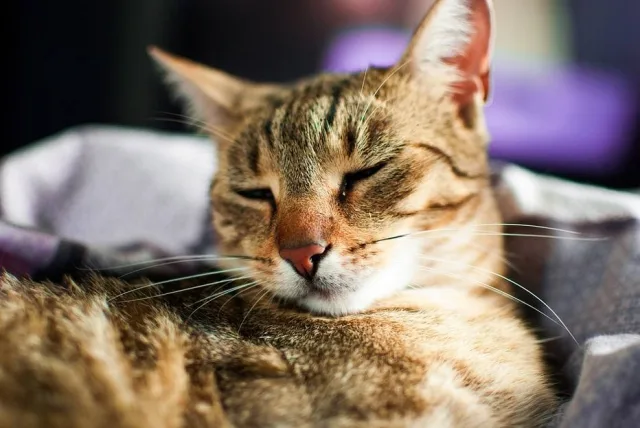 Vodca salva vida de gato que havia ingerido produto tóxico