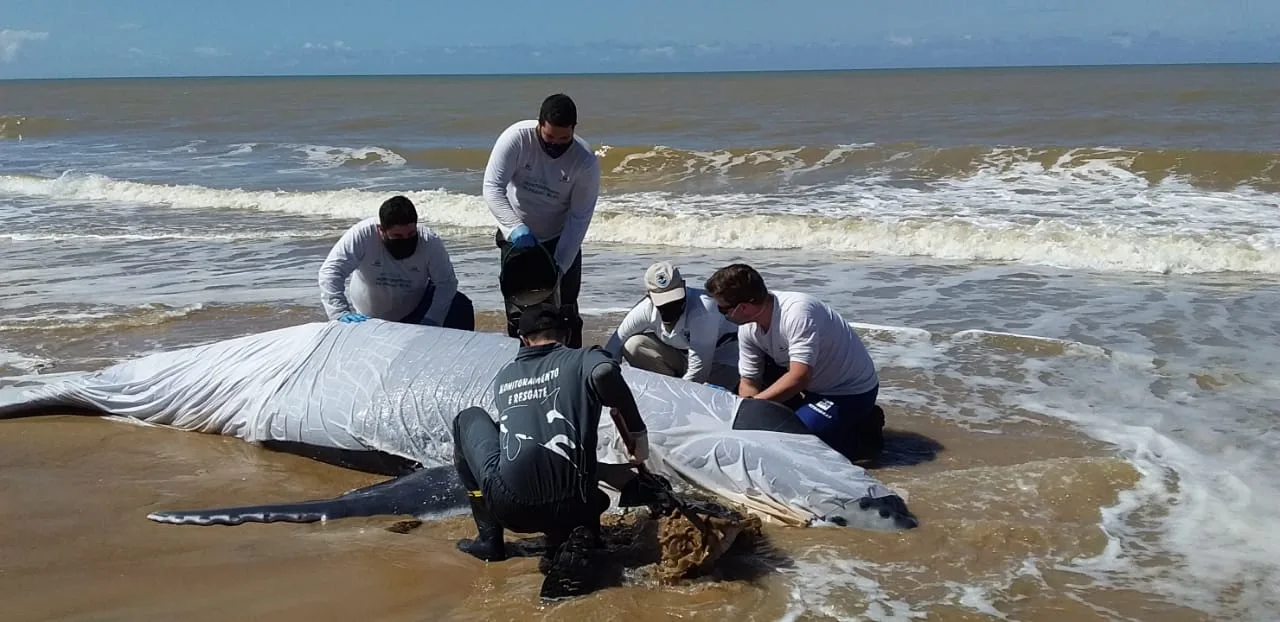 Filhotes de baleia jubarte são encontrados no litoral capixaba; um deles estava morto