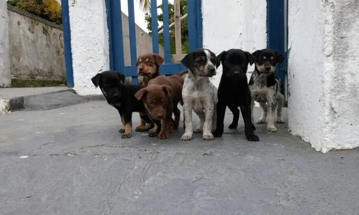 Ladrões invadem Suipa e roubam filhotes prontos para adoção