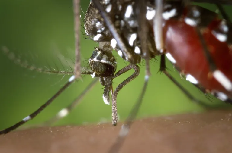 Blitz contra dengue no verão acontece nesta sexta-feira na Serra