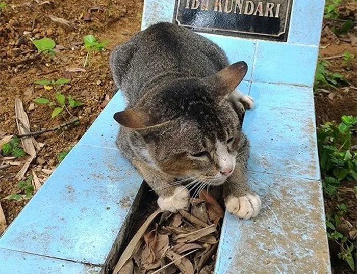 Gato passa 1 ano esperando dona em sepultura