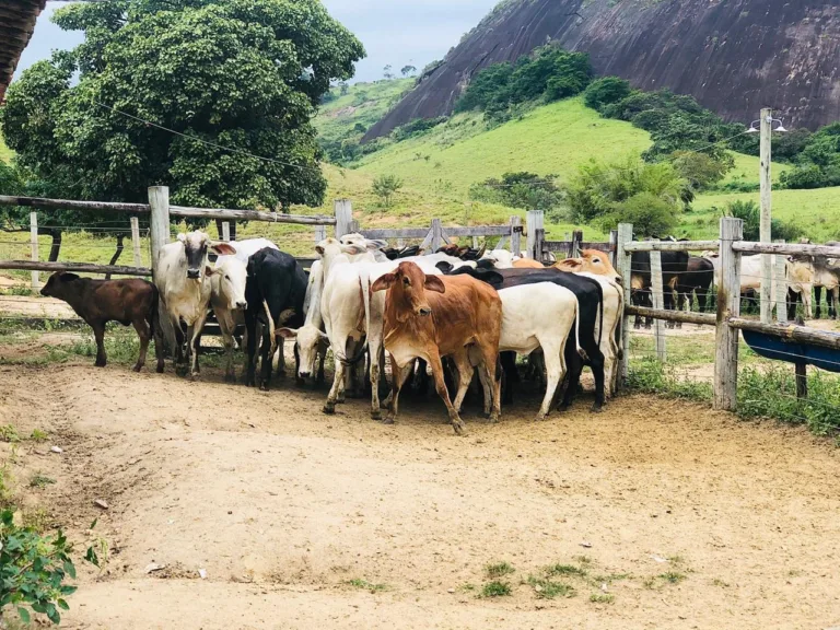 Foto: Divulgação/PMES