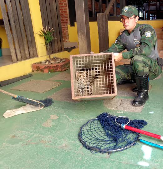 Jaguatirica é encontrada em restaurante no município de Conceição da Barra