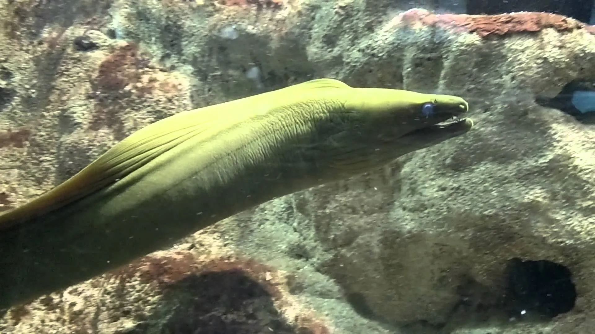 Mulher pode ter sido atacada por peixe moreia em praia de Vitória