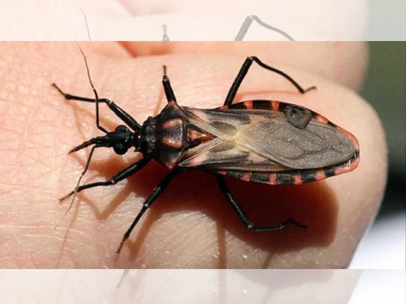 Ocorrências relacionadas à Doença de Chagas assusta moradores