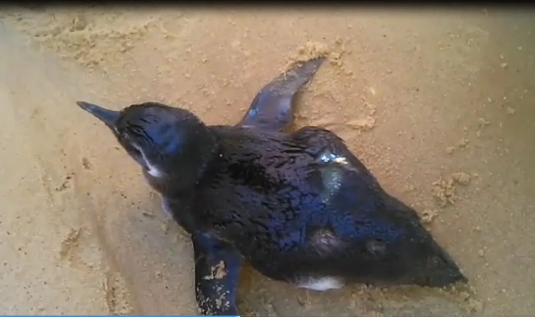 Pinguim é resgatado na Praia da Costa em Vila Velha