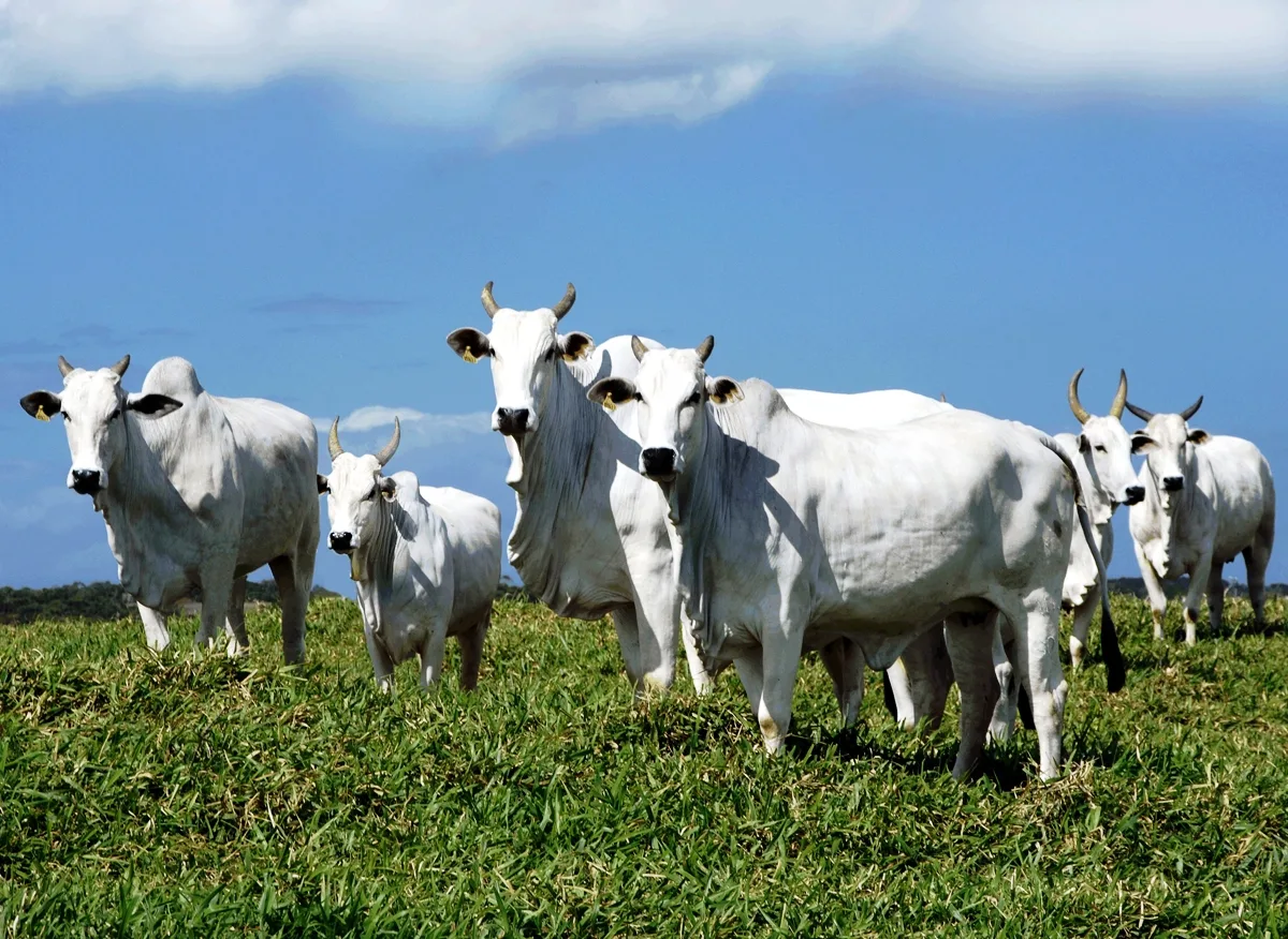 Arábia Saudita suspende embargo à carne bovina brasileira