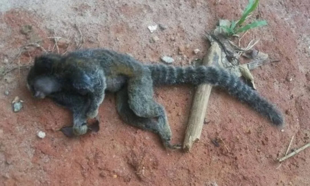 Macaco encontrado morto pode ter sido envenenado; febre amarela não está descartada