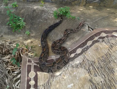 Que susto! Mulher encontra jiboia no quintal de casa em Cariacica