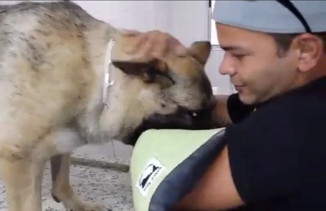 Vídeo da despedida entre um cão e seu dono emociona internautas