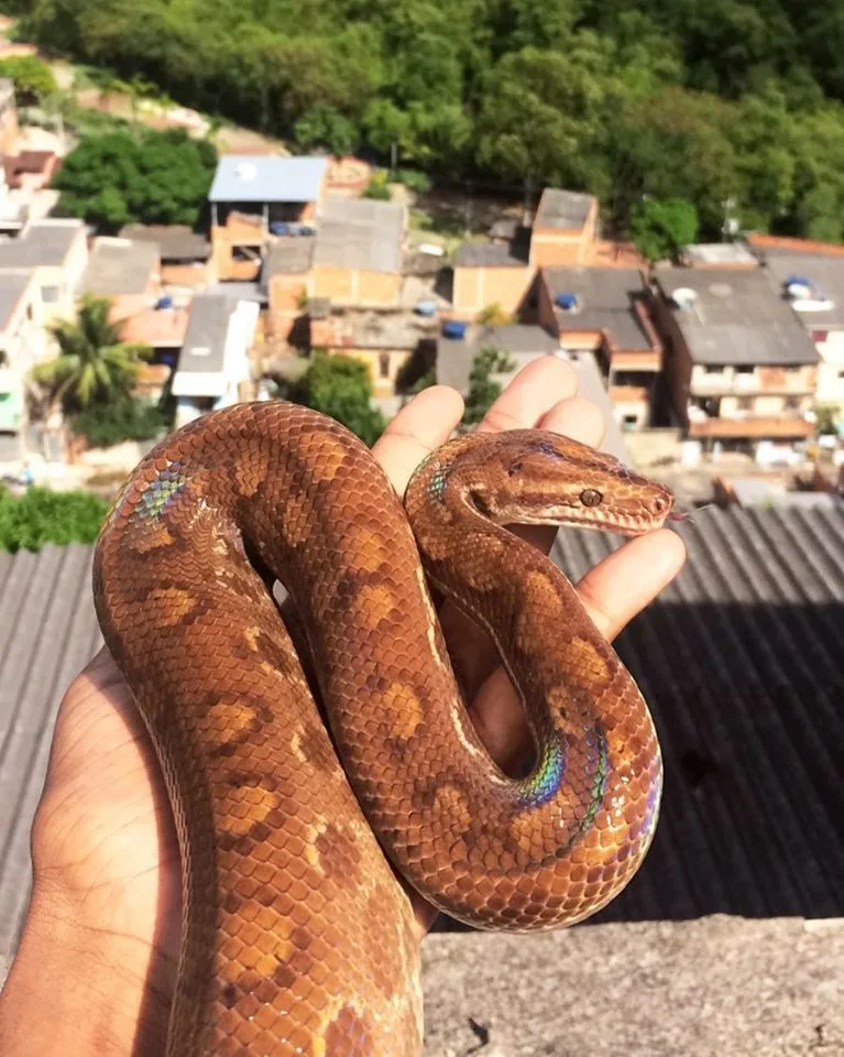 Após mais de uma semana, Jiboia de estimação que desapareceu em Vitória é encontrada