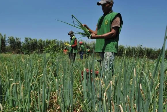 PIB Agropecuário terá crescimento de 10,9% este ano, prevê Ipea