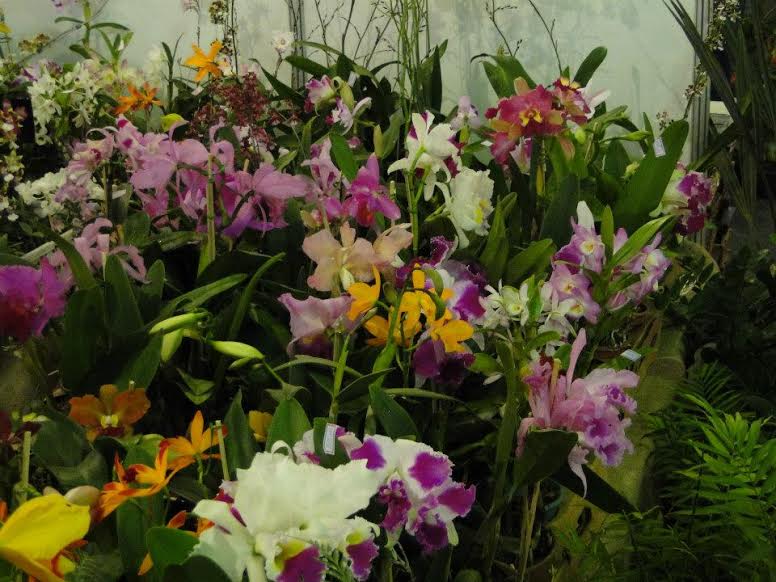 Espécies variadas de orquídeas a partir de R$ 10 na Feira Sabores da Terra em Vitória