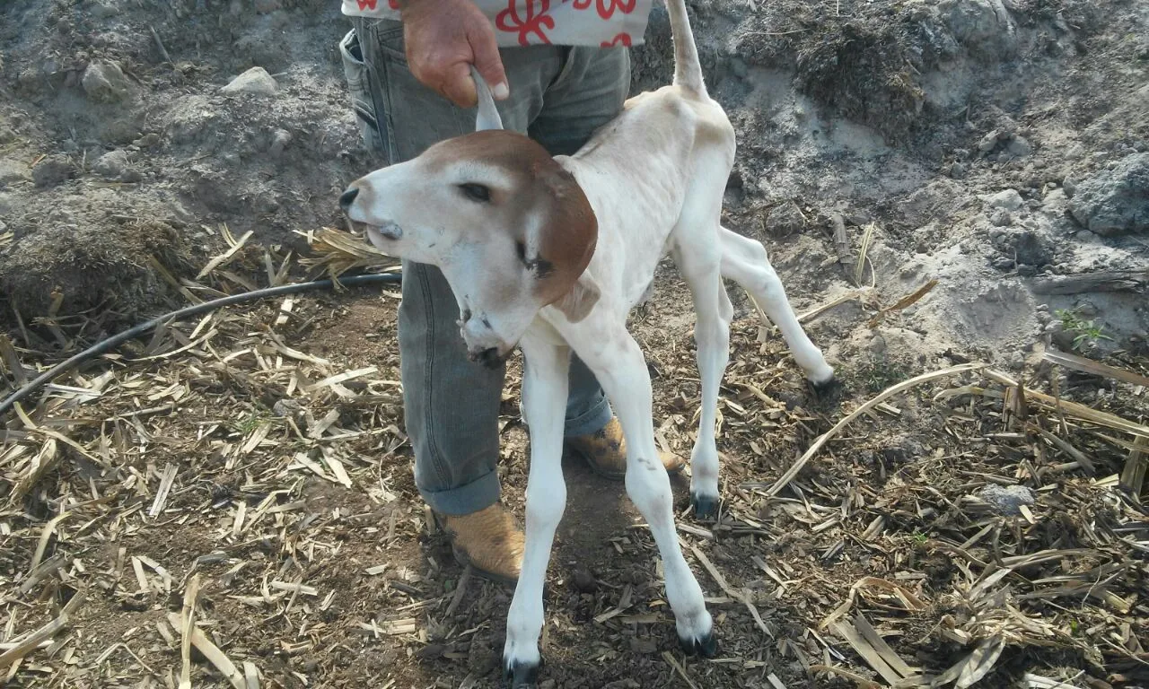 Vaca dá à luz a bezerro com duas cabeças em fazenda no município de Fundão