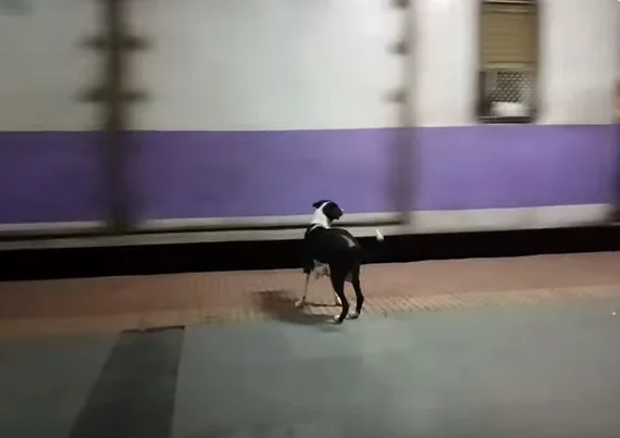 Cadela vai a estação de trem todos os dias e parece esperar antigo dono. Assista!