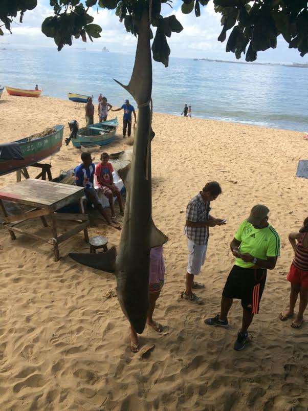 Tubarão é encontrado na praia de Itaparica em Vila Velha