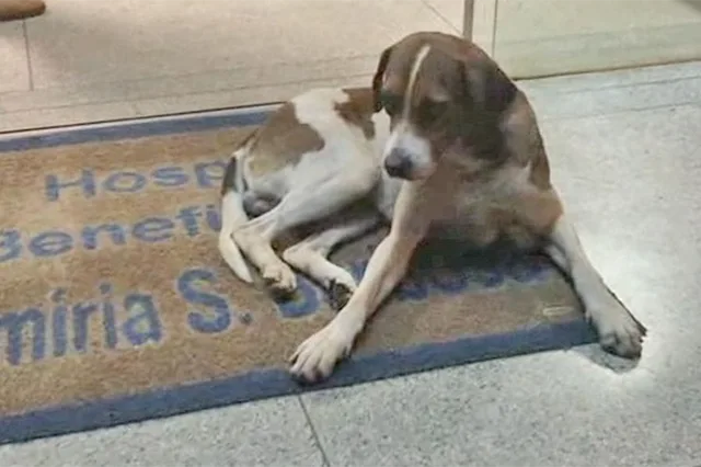 Cãozinho fica oito dias na porta de hospital esperando sua dona que estava internada