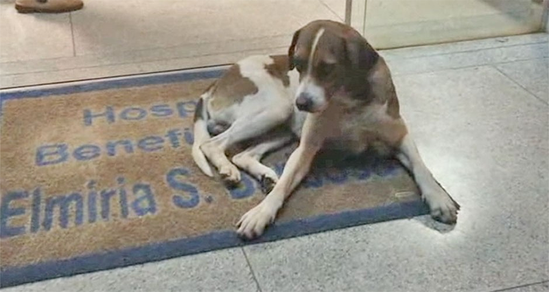 Cãozinho fica oito dias na porta de hospital esperando sua dona que estava internada