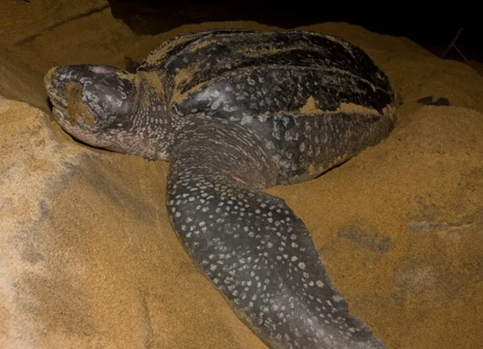 Começa período de desova das tartarugas marinhas e praias capixabas serão “anfitriãs”