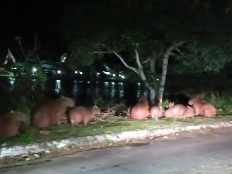 Casa fica infestada de carrapatos após invasão por capivaras em Guarapari