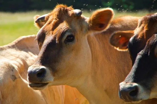 Começa campanha de vacinação contra a febre aftosa no Espírito Santo