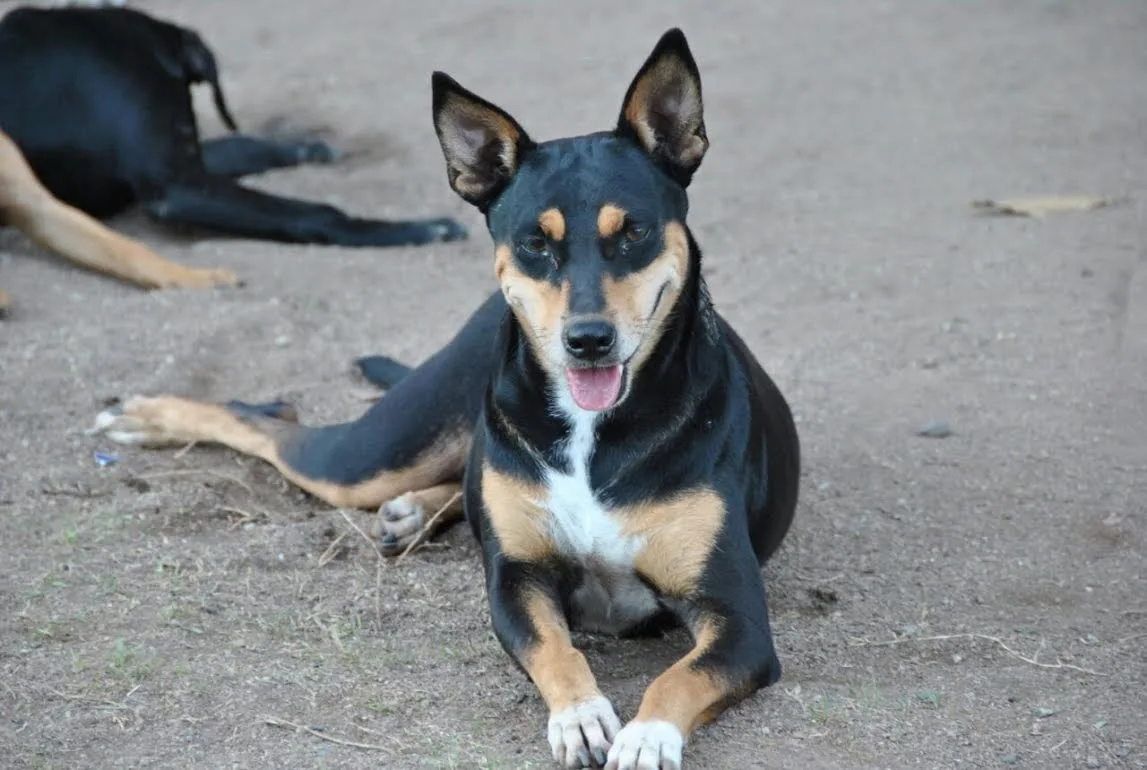 Feira de adoção de animais acontece neste domingo na Serra