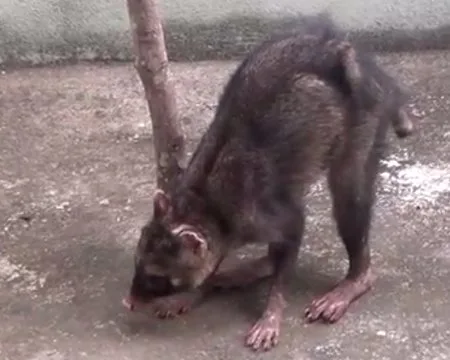 Guaxinim atacada por cão é devolvida à natureza no sul do ES