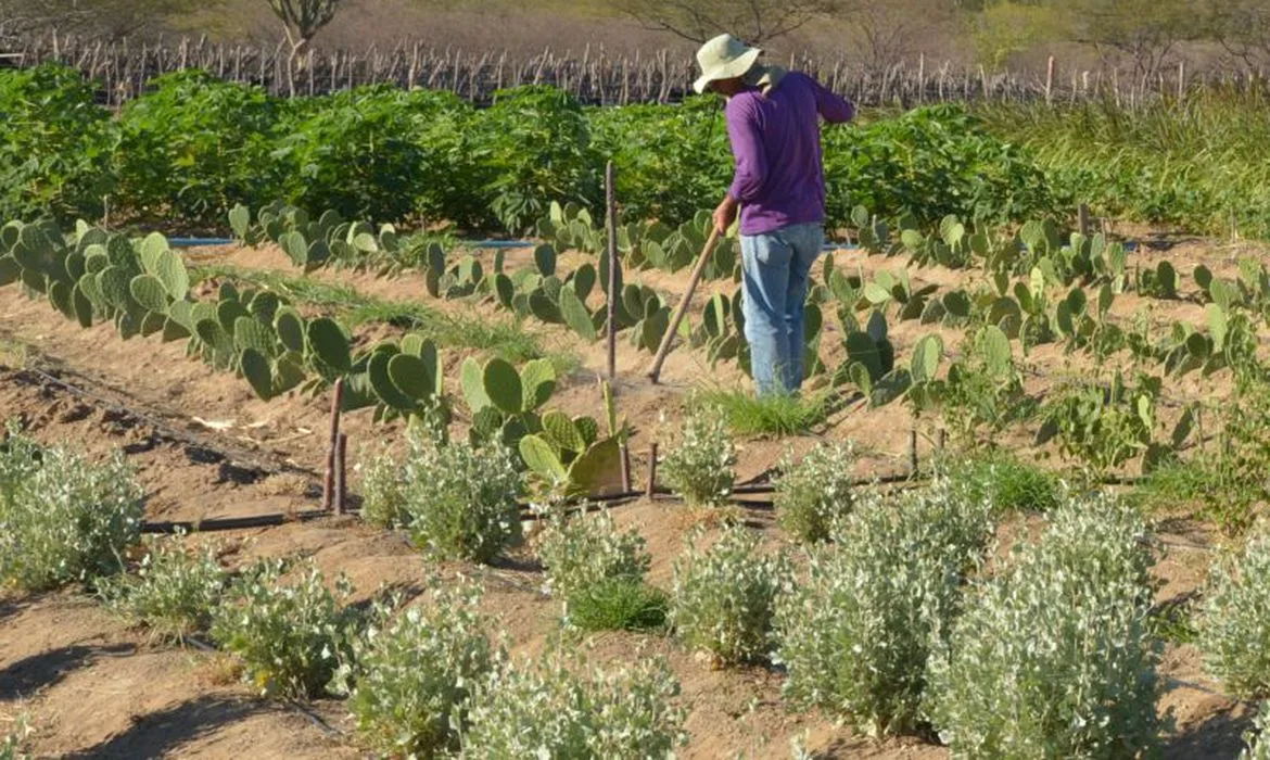 ARTIGO | Trabalho degradante e o desenvolvimento sustentável