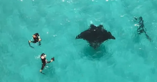 VÍDEO | Arraia pede ajuda a mergulhadores para retirar anzol preso no olho