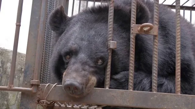 Família chinesa cria filhote de urso achando que era um cachorro