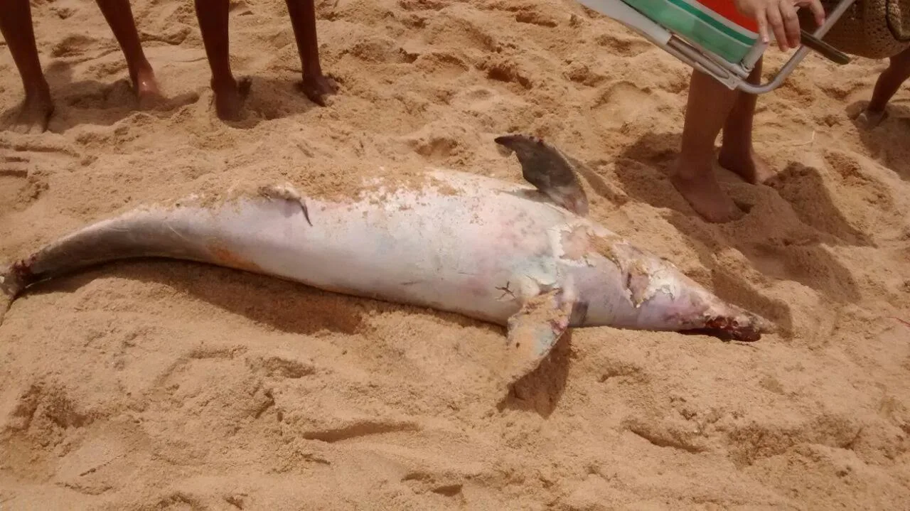 Deputada pede aumento na fiscalização após golfinho aparecer morto em Vila Velha