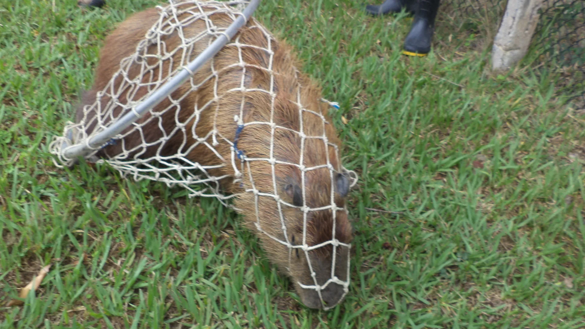 Capivara que atacou criança de oito anos é capturada em Aracruz